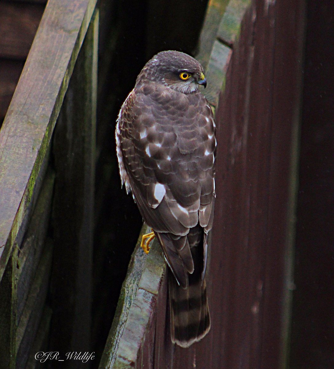 wildlife_news's tweet photo. January photo competition- entries so far:  https://t.co/xeazY2nAgg including @PeterWi66585234 @jr_wildlife and @acorncarver https://t.co/E75GQgPDT6