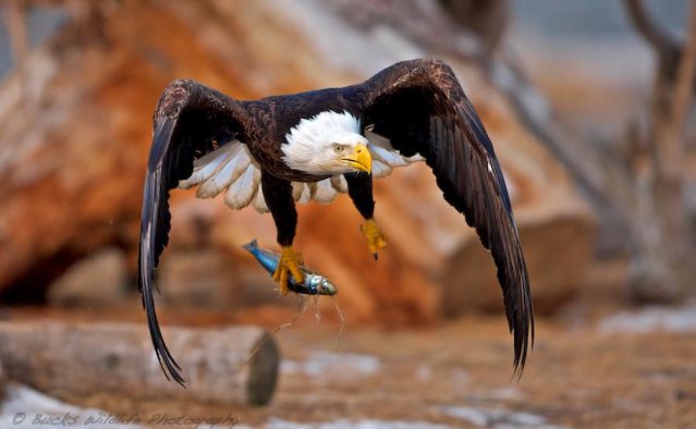 LivinForAnimals's tweet photo. An eagle catches its dinner https://t.co/5YeO6O7diD