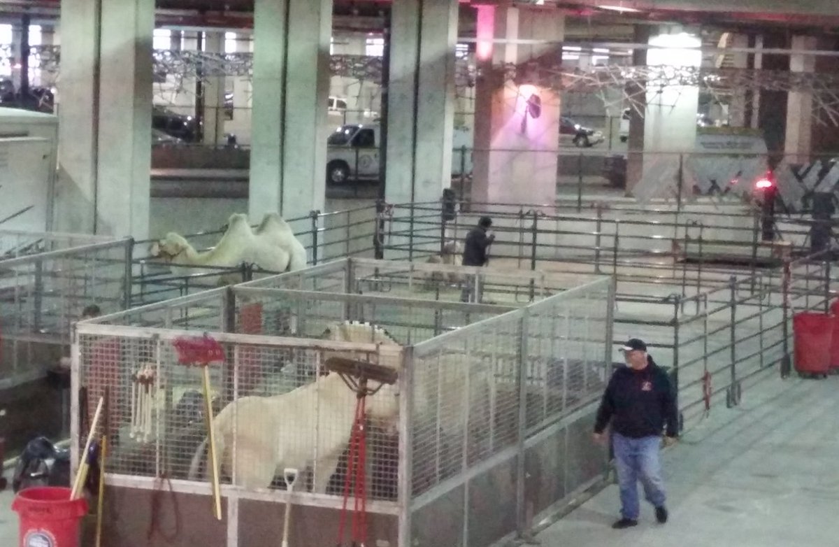 peta's tweet photo. #RinglingBros may be closing down, but it's time for ALL circuses to stop using animals! https://t.co/hVUbEhwZvl