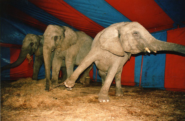 peta's tweet photo. #RinglingBros may be closing down, but it's time for ALL circuses to stop using animals! https://t.co/hVUbEhwZvl