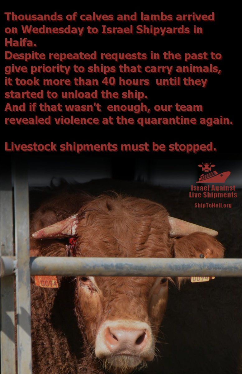 BanLivExport_IL's tweet photo. #ship #calves #lambs #Israel #Shipyards #Haifa #Romania #quarantine #violence #livestock_shipments #shiptohell #banliveexports
@saruriariel https://t.co/SKQYkxn2S9
