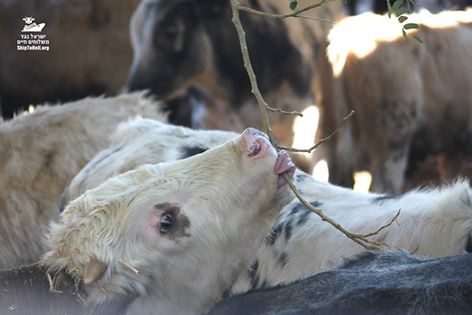 BanLivExport_IL's tweet photo. #ship #calves #lambs #Israel #Shipyards #Haifa #Romania #quarantine #violence #livestock_shipments #shiptohell #banliveexports
@saruriariel https://t.co/SKQYkxn2S9