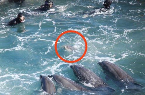 JazzyDolphin's tweet photo. When humans rape the ocean  #Taiji fishermen line up to steal this baby from her family  #OpKillingBay https://t.co/1PEWkxbM4a