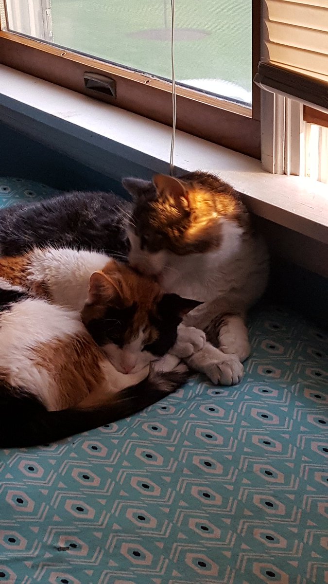 MorelloC's tweet photo. @AmyFreeze7 cuddie and smendi https://t.co/N1YZKhAbbH