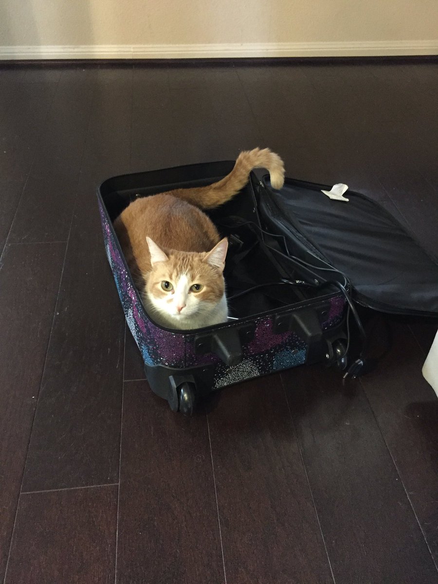 JellyTheKitty's tweet photo. You're not going anywhere without me! #Caturday https://t.co/6Ax5QElikU