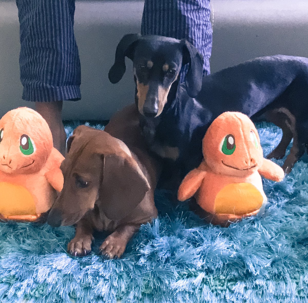 peluches de los polinesios