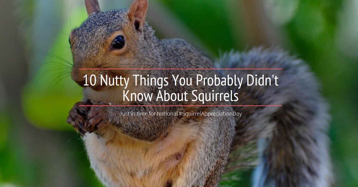 WillCoForests's tweet photo. In honor of National #SquirrelAppreciationDay, here are some nutty facts about these tiny wildlife wonders: https://t.co/qEzqFuKEo9 https://t.co/so56j75w8N