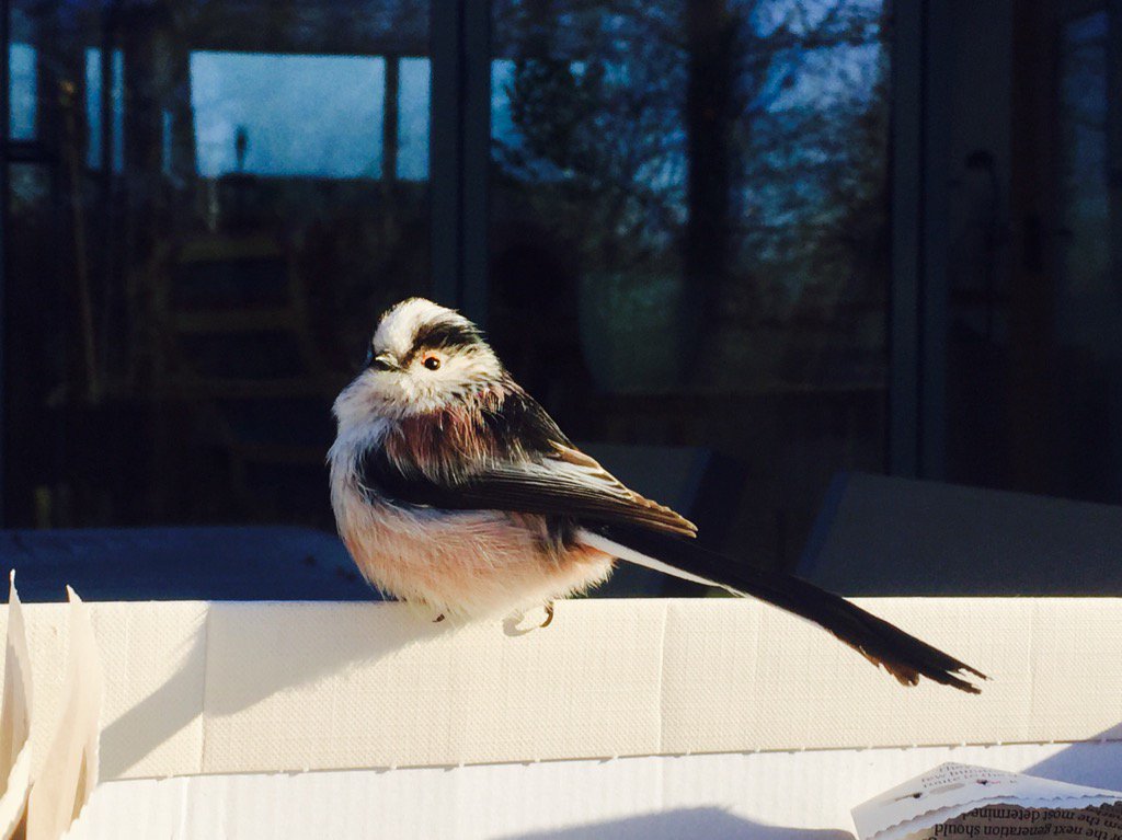 TGHeather's tweet photo. Today I held a bird https://t.co/42viXkpnpT