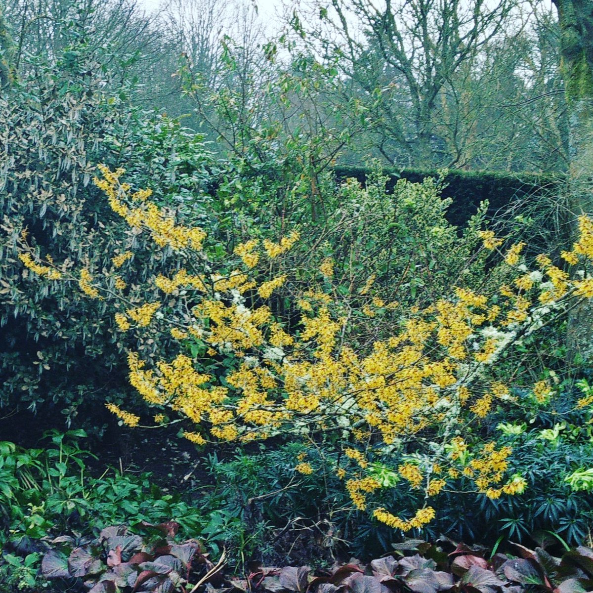 Winter colours @NorthEastNT #wallington