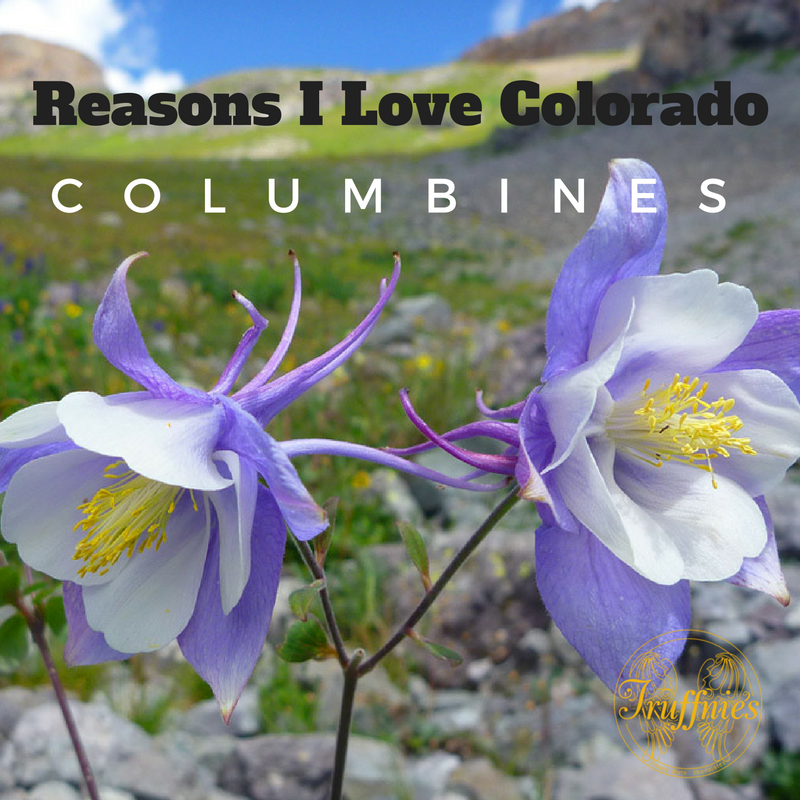 Truffnies's tweet photo. Another reason to love #Colorado: Columbines. Perfect for cottage and woodland gardens, available in almost all colors of the rainbow. https://t.co/VcJj7ZKQKJ