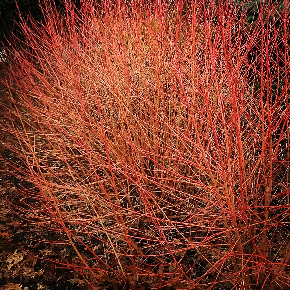 MrDavidPease's tweet photo. #Cornussanguinea #MidwinterFire @utgardens @utkplsc @TNMAGICMOMENTS @UTIAg @utextension https://t.co/EsAR3obnvw