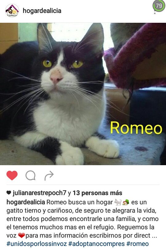 FunHogarAlicia's tweet photo. ROMEO🐱 es tierno y muy amoroso💕busca un hogar🏡 o un padrino💲 con una acción puedes cambiar todo su mundo 🌏 https://t.co/sPYwNaCh9t