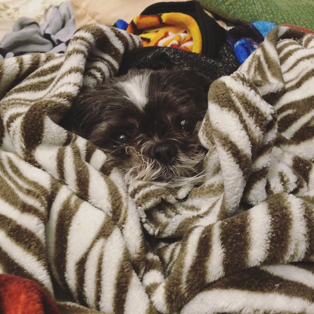 Lady__Slytherin's tweet photo. I'm boycotting "A Dogs Purpose" because my dog is my best friend! ❤🐶❤ #BoycottADogsPurpose @peta @peta2 https://t.co/h8m1pU0NVT