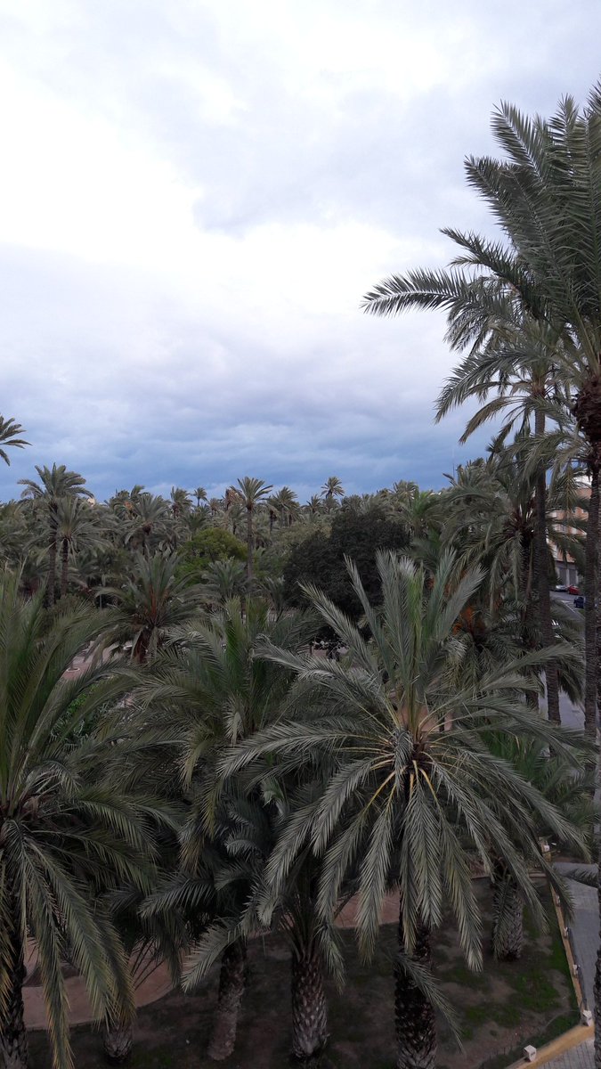 AnchoYPunto's tweet photo. ... Y #EntrePalmeras 🌴🌴🌴
Buenas tardes desde un lugar llamado "#OasisMedirerráneo !!!
#Elche #Elx #Illice #Elig #Hélike https://t.co/7yBEU6hneZ