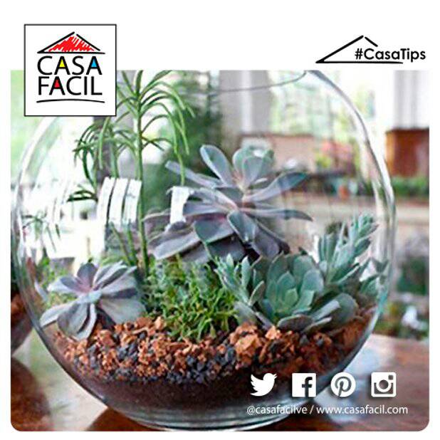 CasaFacilVE's tweet photo. Si cuentas con poco espacio pero te gustan los jardines, da un toque de naturalidad con envases de vidrio #CasaTips https://t.co/pfF7CNlIJW