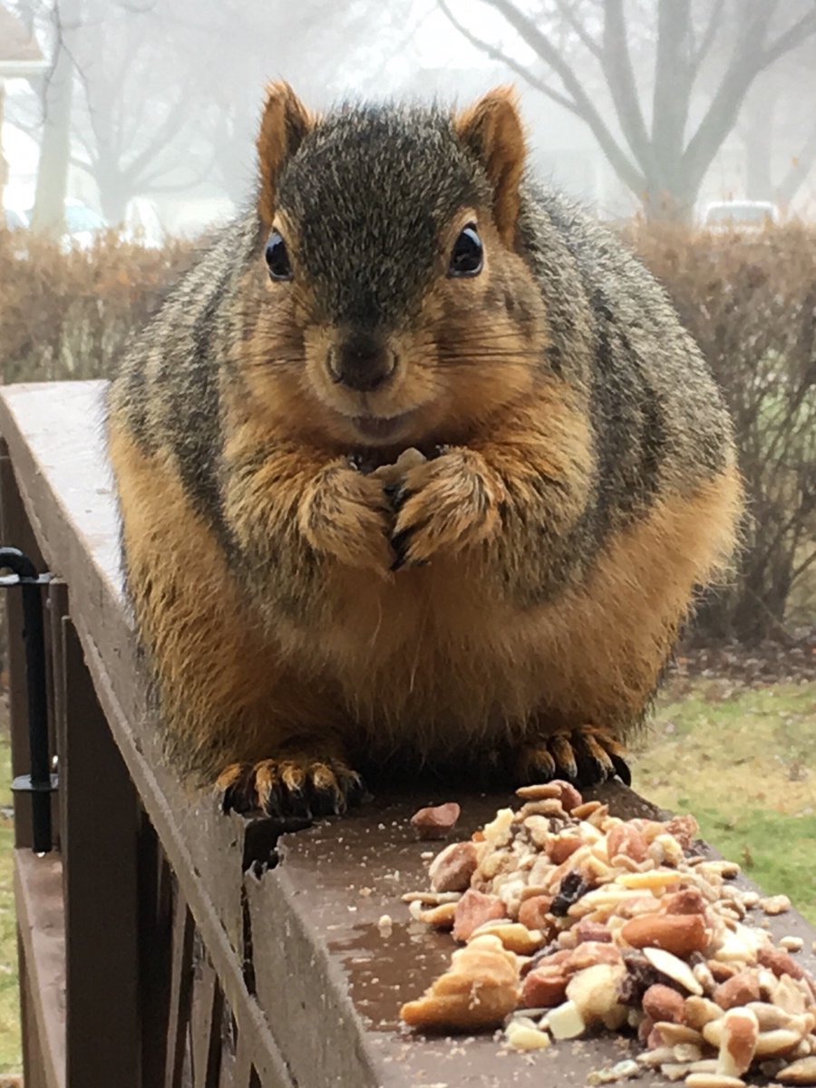 PaulManoian's tweet photo. Mr Squirrel said “Hello” this morning outside our kitchen by stealing nuts. Again. #NutThief https://t.co/UlG81Ms0Ld
