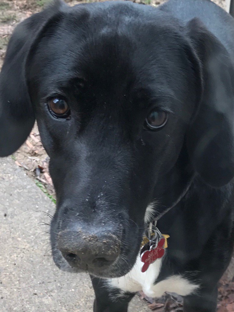 virginiawoods's tweet photo. She's got a dirty nose. #digging #walkercoonhound #labradorretriever https://t.co/UrUFZALIj0