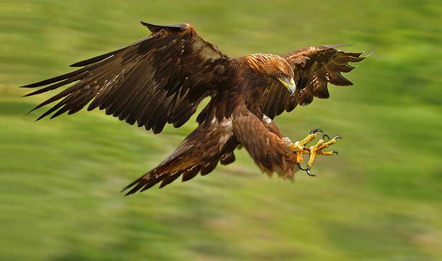#SMTTT #NastyBunch #BlackAttack