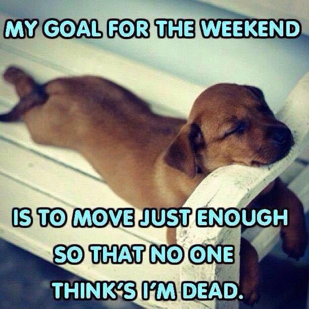 CanineDivine1's tweet photo. Appointments available for next week. Call or text us on 07825165534 to book in 🐶@ThisIsLpool https://t.co/jMSScDc5cW