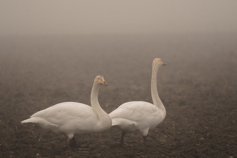 Whooper, fog and arable. eqinox.se/photopost/whoo…