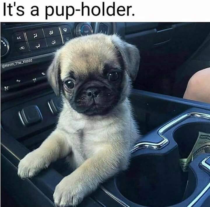 LevengoodGail's tweet photo. @Wynonna hey wynonna have you ever had a pug? I love them. https://t.co/CYyek1VEJy