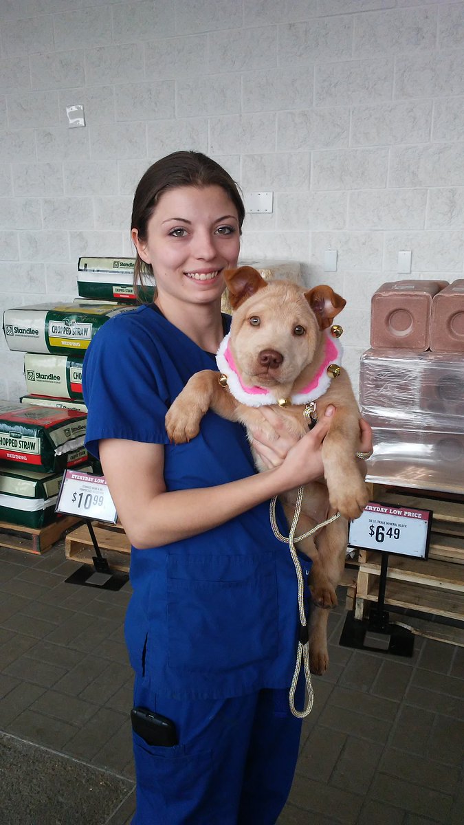 VipPetCare's tweet photo. Stella, the chow mix, came in for her second Puppy Pack and a microchip! What a cutie #VIPPetcare #HealthyHappySafe #chow https://t.co/DjtjC38lgo