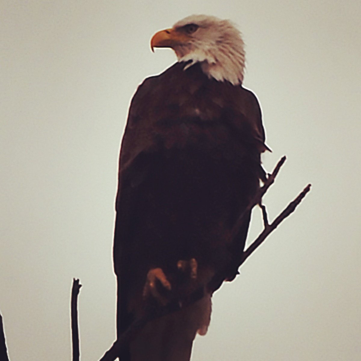 QueenieShows's tweet photo. We had an AWESOME visitor at the horse show yesterday! #baldeagle #freedom 🇺🇸 🙌 https://t.co/Y4X5Yc9hpB