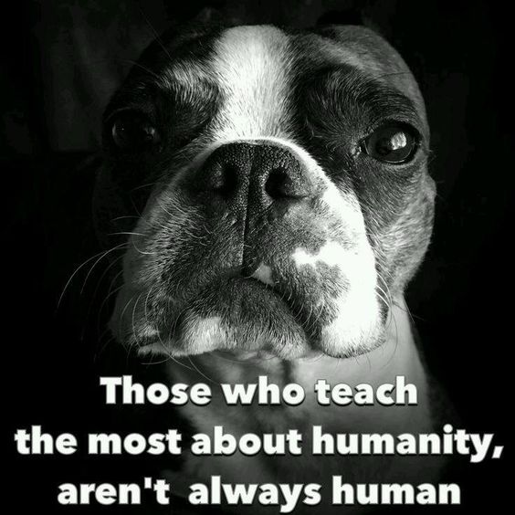 bterrierdogs's tweet photo. Retweet if you think that's true! and Like this page : https://t.co/ZLSxrOi8B6
#Dogs #Animals https://t.co/4g04LJqKSl