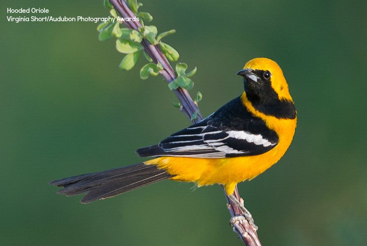 audubonsociety's tweet photo. Can the Hooded Oriole survive #climatechange? Check out Audubon's Climate Report: https://t.co/RdrcZeMbn4 https://t.co/JO9nuiGPdV
