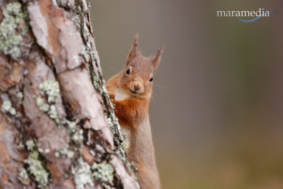 Bliadhnaichean's tweet photo. Bring back the #PineMarten & #SaveRedSquirrels @WildwoodTrust !
#SquirrelAppreciationDay: #RedSquirrels https://t.co/C3kUhtsZy4