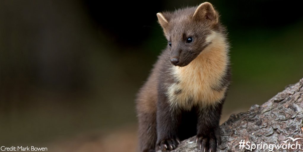 Bliadhnaichean's tweet photo. Bring back the #PineMarten & #SaveRedSquirrels @WildwoodTrust !
#SquirrelAppreciationDay: #RedSquirrels https://t.co/C3kUhtsZy4