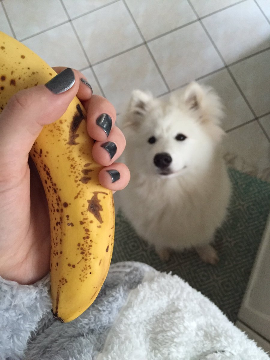 do dogs like bananas