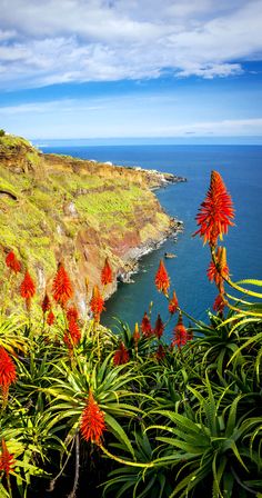 Escape_For_Less's tweet photo. Beautiful View of Madeira Island, Portugal https://t.co/K02e4kIVlX