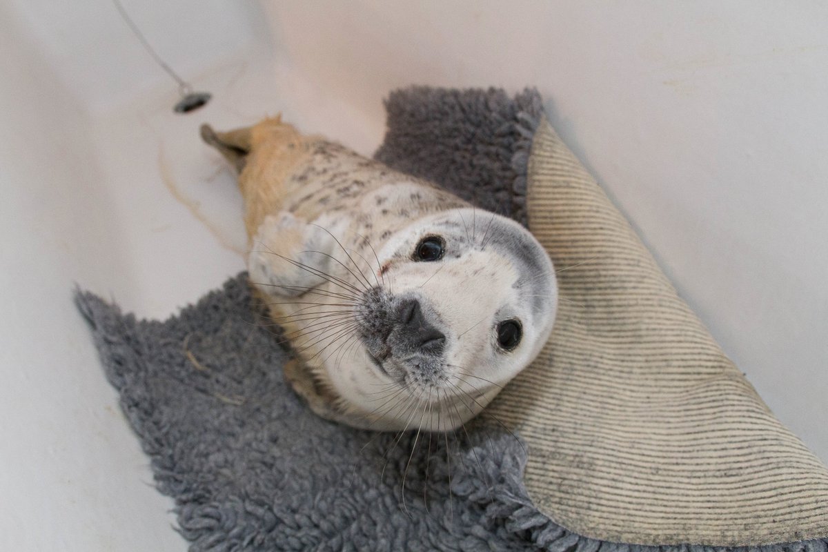 JonathanRL's tweet photo. .@lindazunas Seal of Approval wants a PHD!
#sealsforscience https://t.co/Y23q8PAfAD