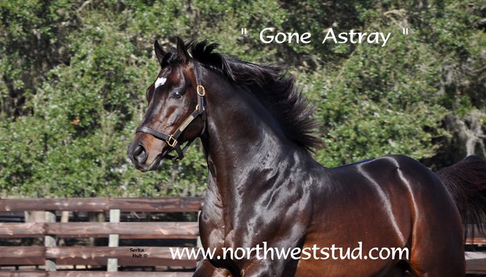 NWStud1's tweet image. Catch Three Rules working 5f in 58.60 this am at GP! He's ready to roll! #ThreeRules #GoneAstray xbtv.com/video/recent/t…