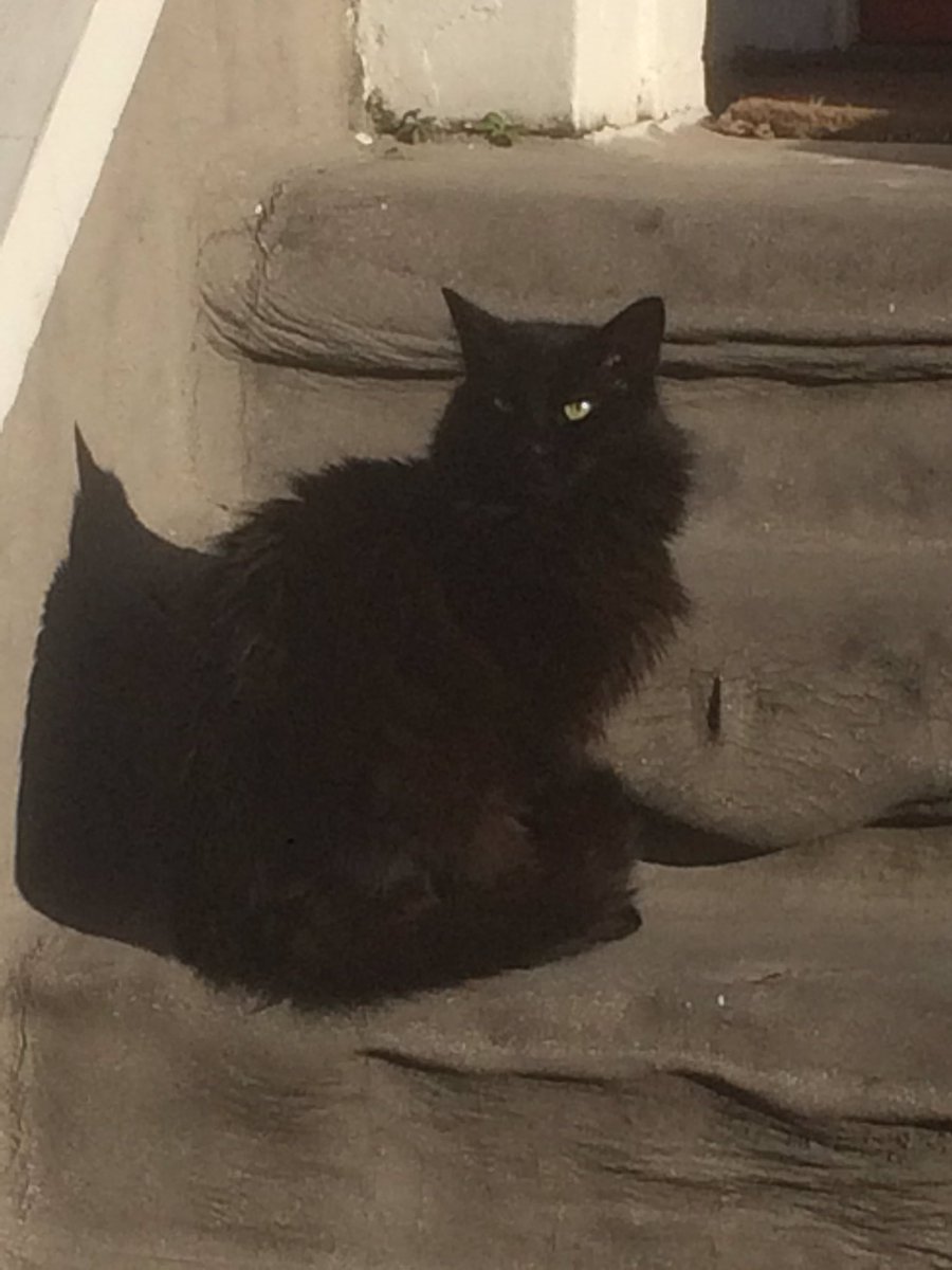 TopCatFlaps tweet picture