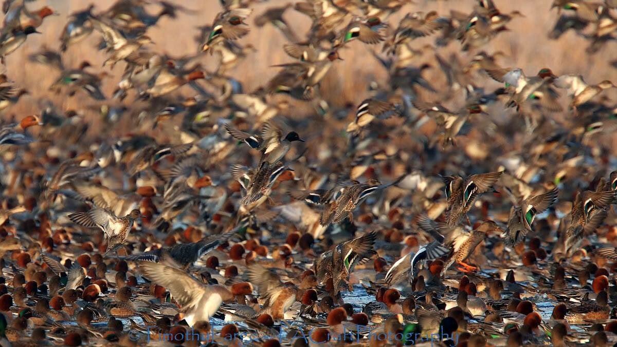 waterlevels's tweet image. Cold winter weather brings 10,000s of ducks to #SomersetLevels photo Tim Large #RSPB Greylake