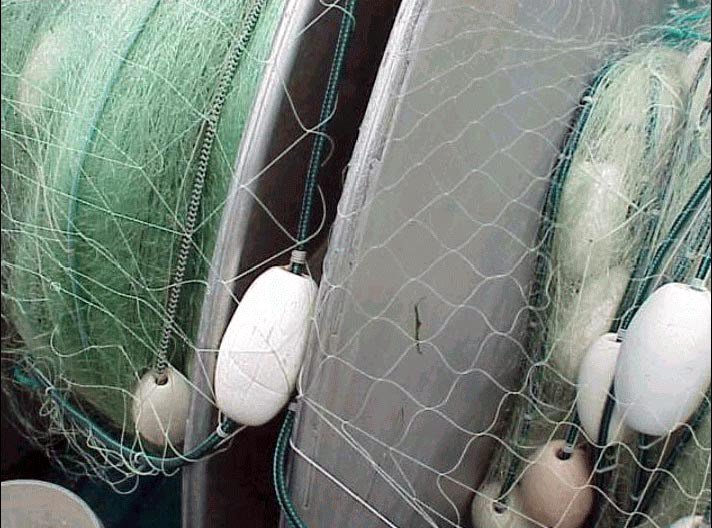 NWFISHINGNEWS's tweet image. ODFW Commission updates Columbia River Fisheries policies nwfishingnews.com/odfw-commissio…