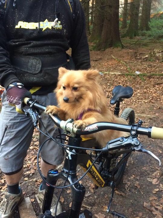 AberdareMTB's tweet photo. Lady and the tramp #trailfox https://t.co/6K3FVUBrx9