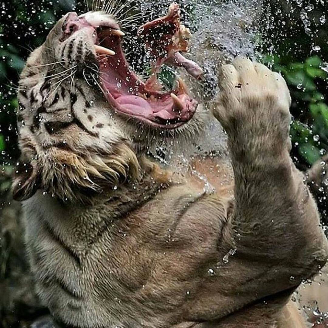 TestoKing's tweet photo. Be a beast! 💪
#lifting #gym #gymlife #body #fit #muscle #abs #train #champion
#work #workout #strong #crazy #ripped #dream #hardwork #cardio https://t.co/l2FczG2azC