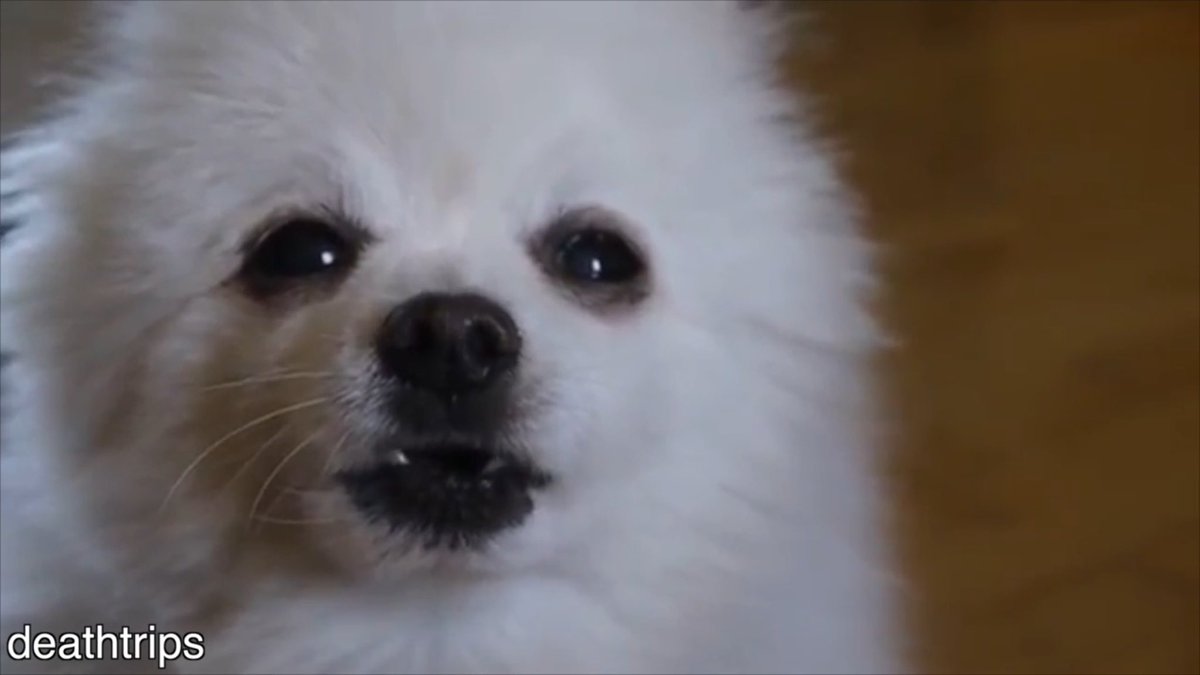 chasewbrowne's tweet photo. Rest In Peace Gabe the dog. You will be missed. Rest easy bork king.
#bork #rip https://t.co/tlFbJYe62U