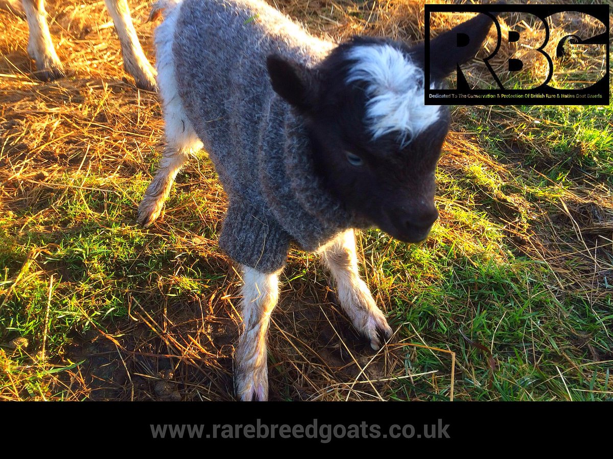 RareBreedGoats's tweet photo. On checking our goats this morning we were treated with a lovely surprise, a very special new born Bagot Goat #bagotgoats #rarebreedgoats https://t.co/k3mUcNW1hV