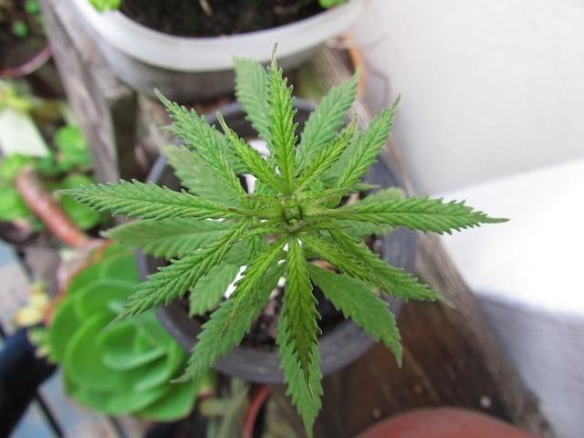 NeedleRockFarms's tweet photo. https://t.co/9Pc1lgW3Xp #CannabisOil Vs. #HempOil, #Hash #Oil 2017: Facts And Myths About Alternative #Cancer, #Pain, And #Stress Treatments https://t.co/2GGr6i7hwG