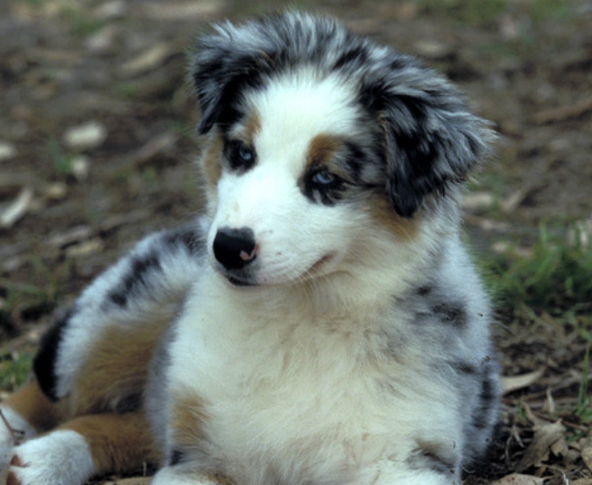 8 things you didn’t know about the #AustralianShepherd. 🐾 bit.ly/2j20pA9 #dogs #doglover #cute