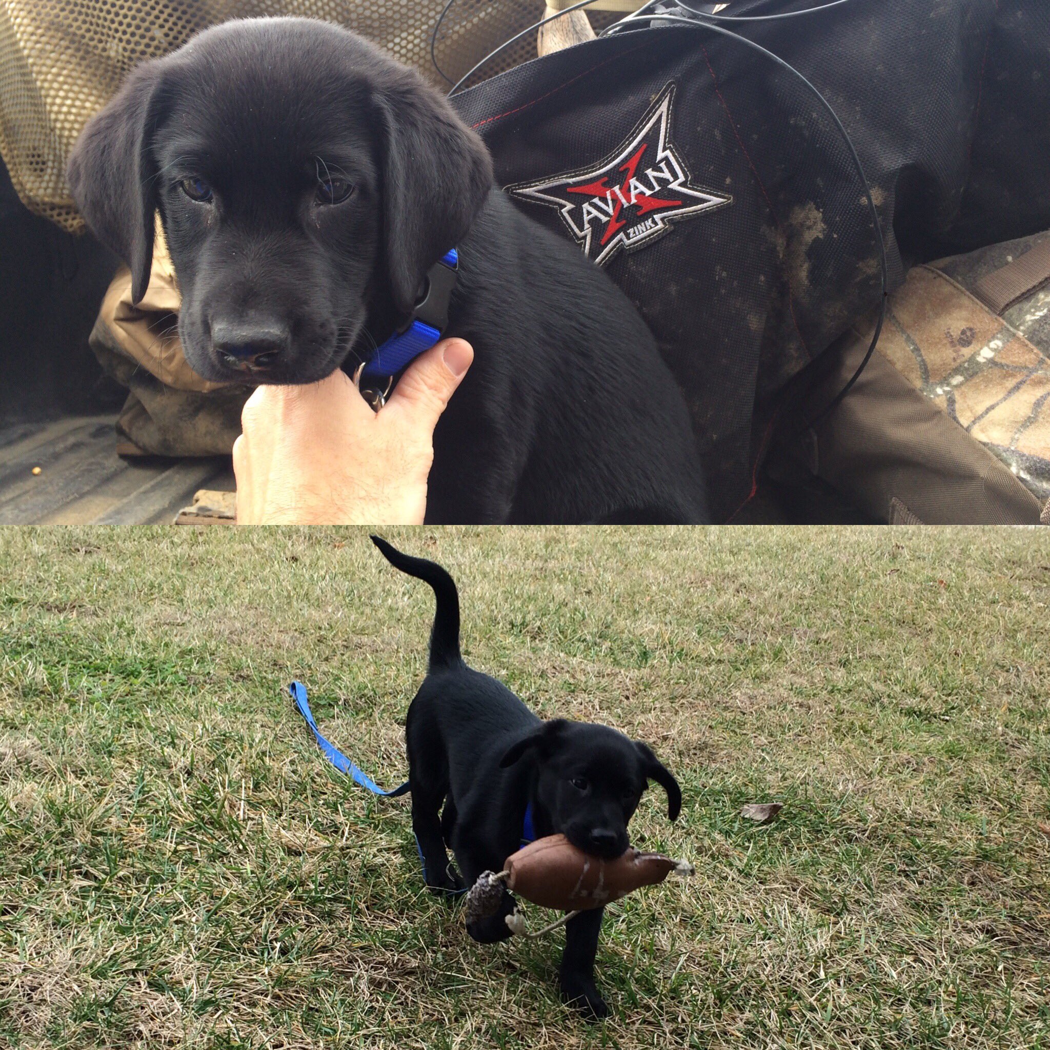 hunter point kennels