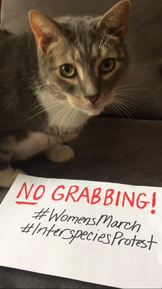 sherrivalenti's tweet photo. They insisted I post this if they couldn't come along today. #WomensMarch #WomensMarchOnNYC #InterspeciesProtest https://t.co/xjNbOOOqJH