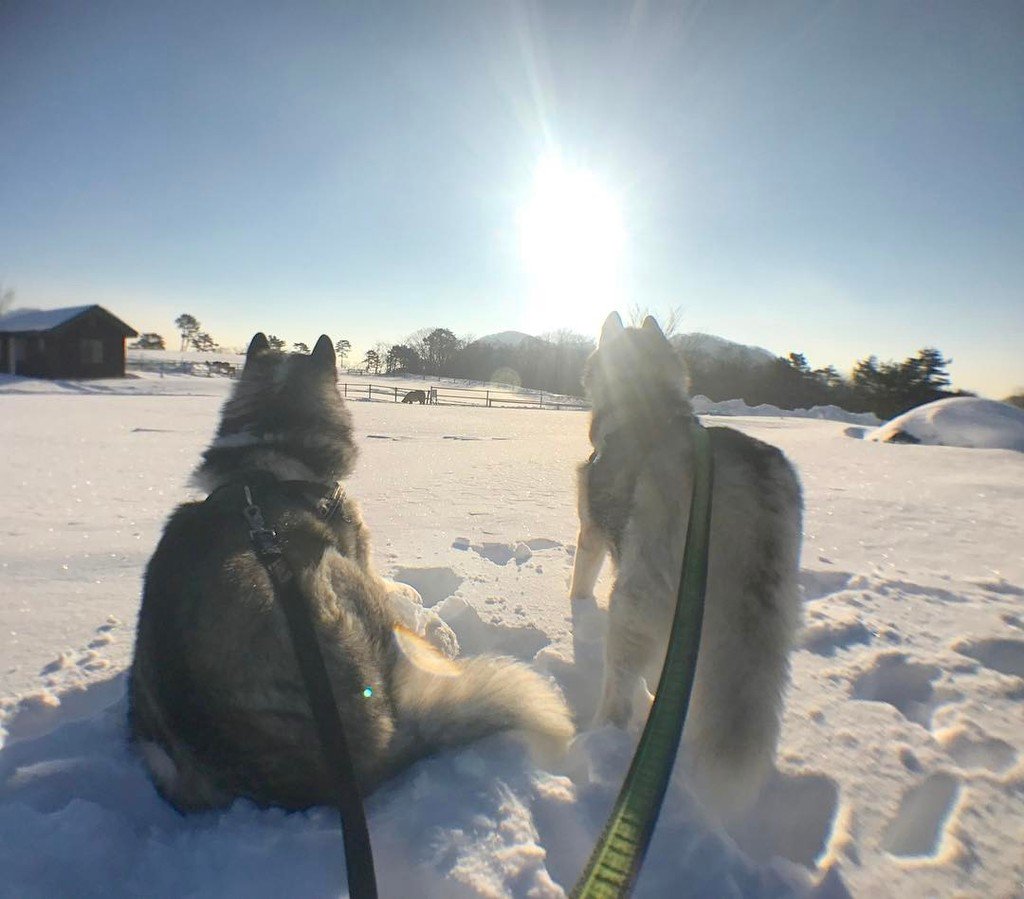 今日はいい天気だぞ👍🏻 #栃木  #絶景  #大笹牧場 #犬ぞり  #blackeyelens  #silverfoot  #siberianhusky  #husky  #hus… ift.tt/2j9u0dB