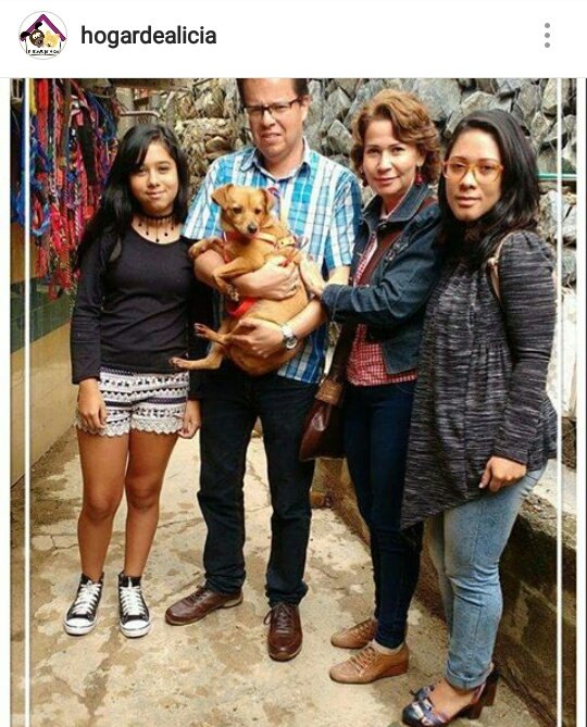 FunHogarAlicia's tweet photo. Esperanza🐶 ahora se encuentra en una hermosa familia llena de cariño💕, Un ejemplo a seguir👏❤ #adopta #hogardealicia https://t.co/jzXMIUH3zH