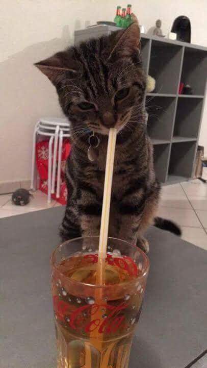 Alors_Chat tweet picture
