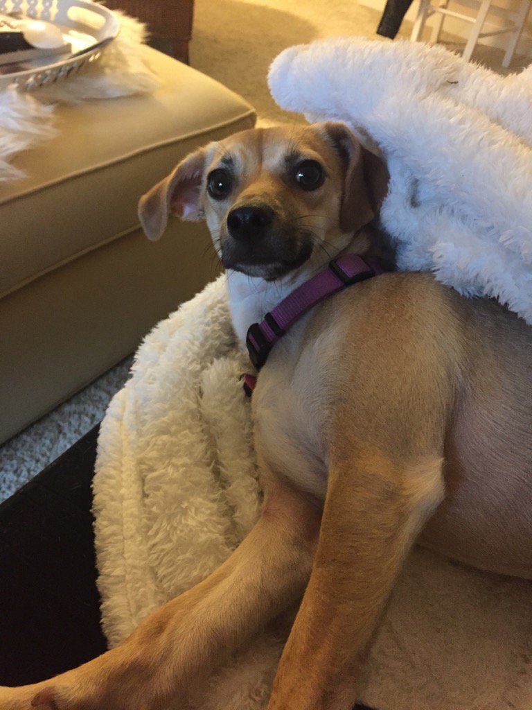 laurenplude's tweet photo. Sophie demands it be nap time after sticking it to the patriarchy this morning. ❤️ https://t.co/Qu4dEB3ZjX